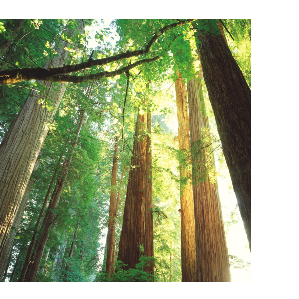 精选优质实木
打造板材好品质